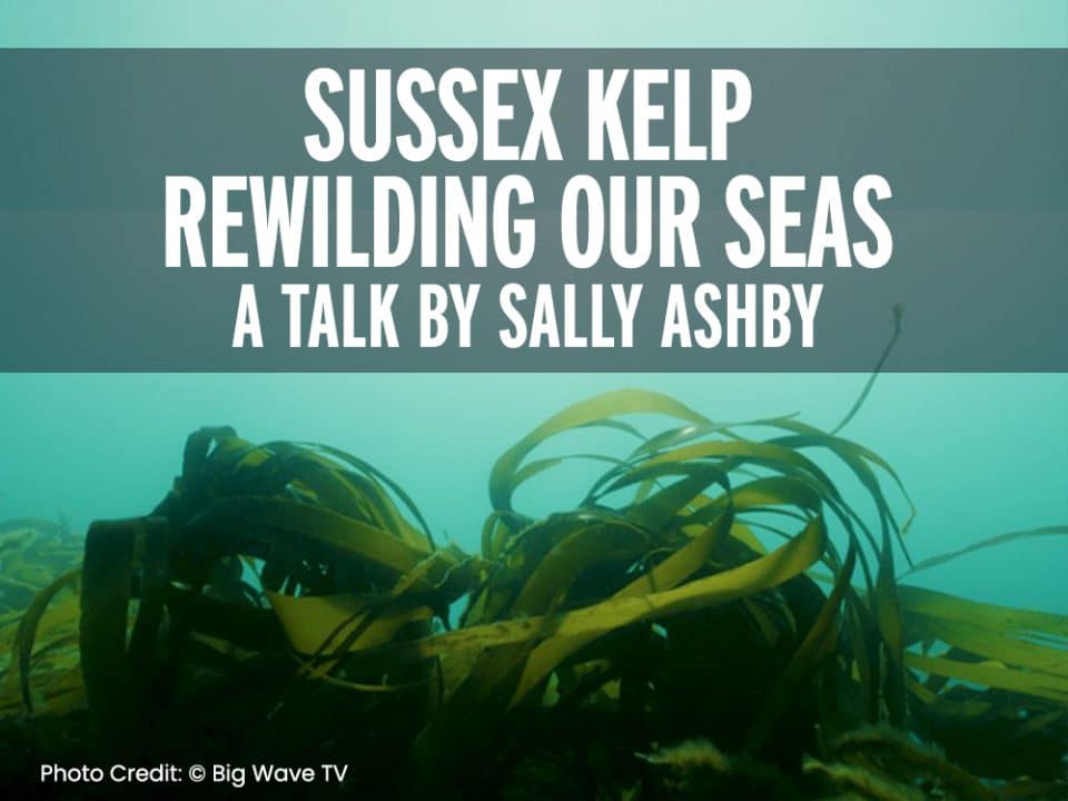 Sussex Kelp